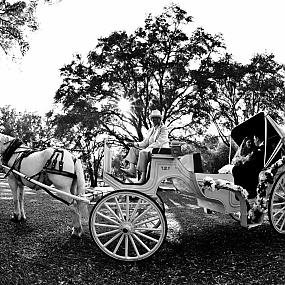horse-carriage-wedding-09