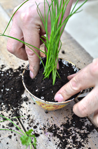 diy-herbs-in-a-teacup-eco-friendly-favors