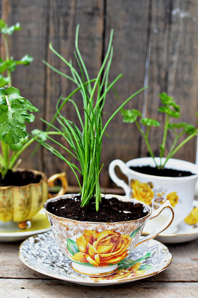 diy-herbs-in-a-teacup-eco-friendly-favors