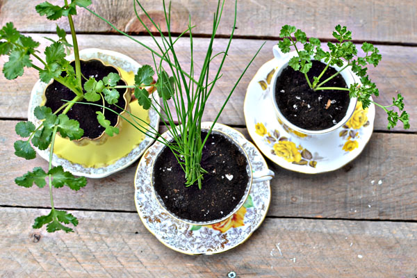 diy-herbs-in-a-teacup-eco-friendly-favors