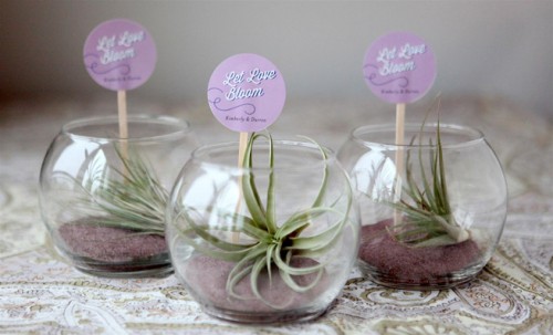 diy-mini-terrariums-as-guest-favors