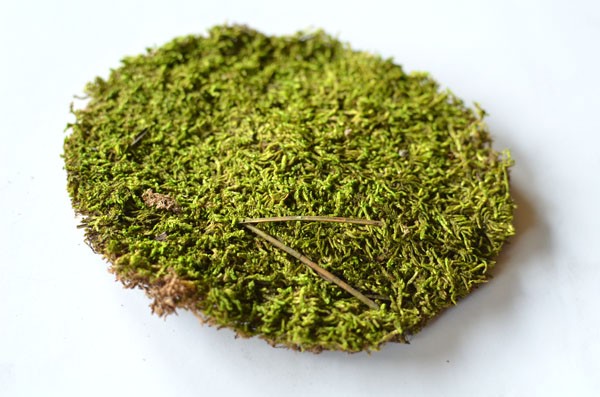 diy-terrarium