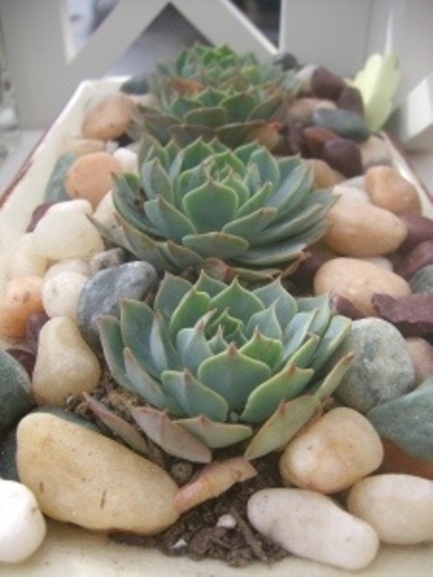 succulent-centerpieces-for-your-recepton-table