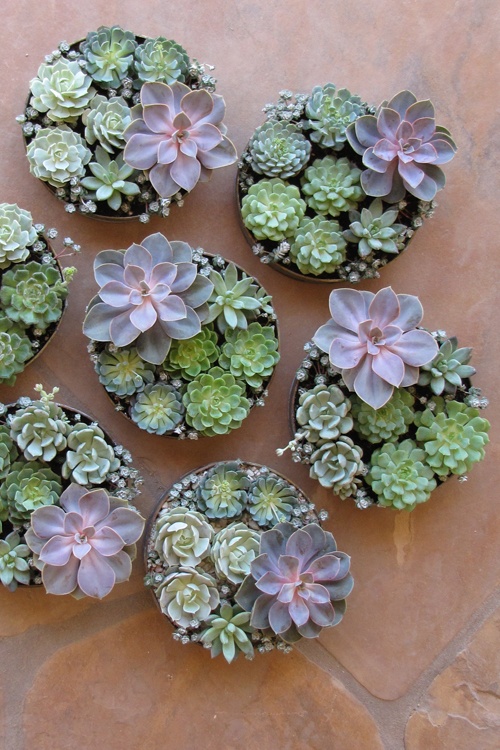 succulent-centerpieces-for-your-recepton-table