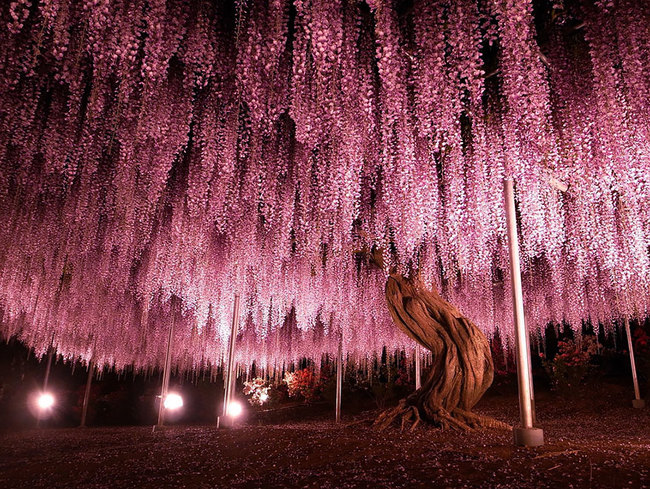 16 amazing trees-04