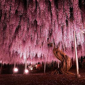 16 amazing trees-04