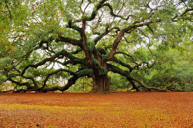 16 amazing trees-08