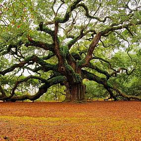 16 amazing trees-08