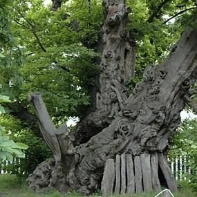 16 amazing trees-11