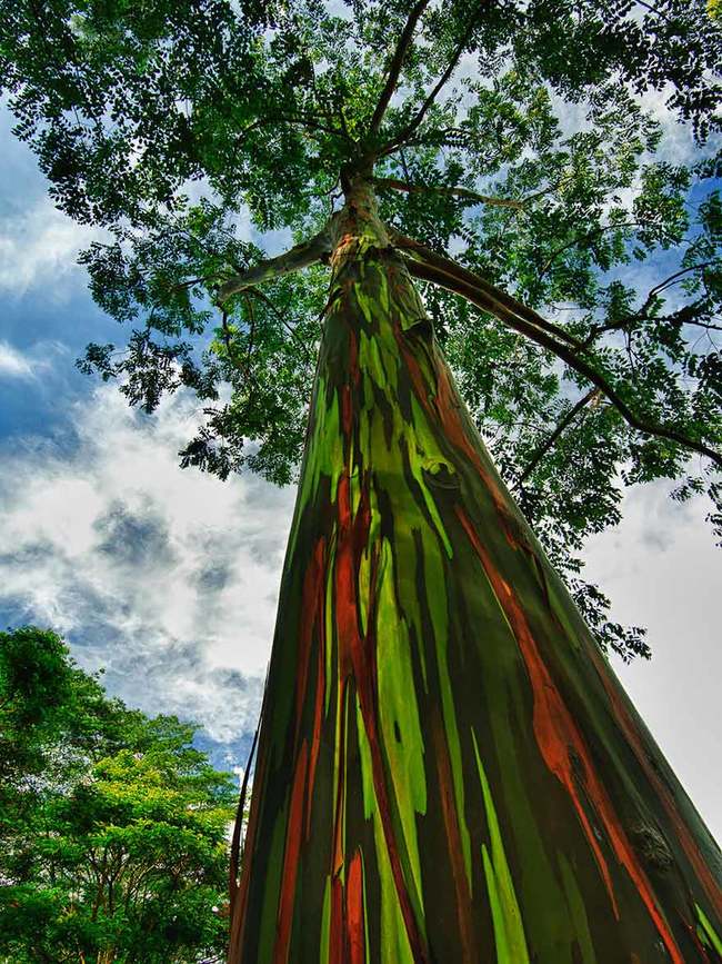 16 amazing trees-12