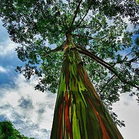 16 amazing trees-12