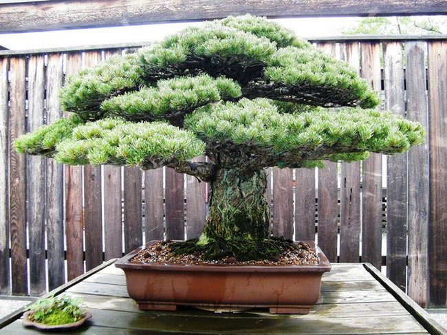 16 amazing trees-14