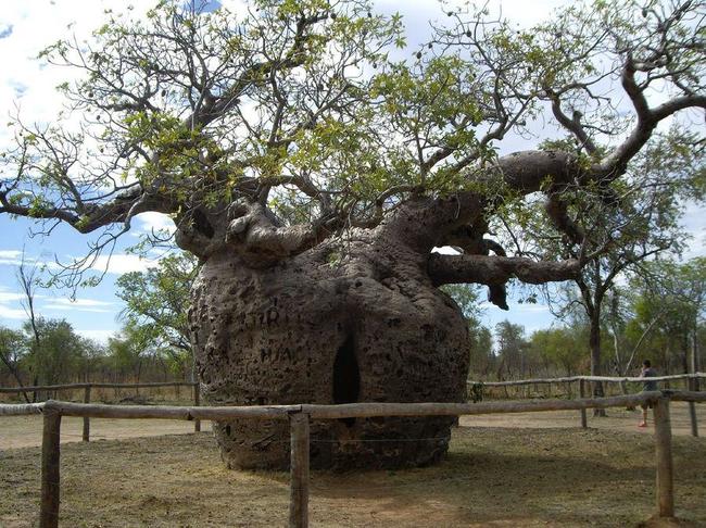 Овальная форма восхитительного дерева