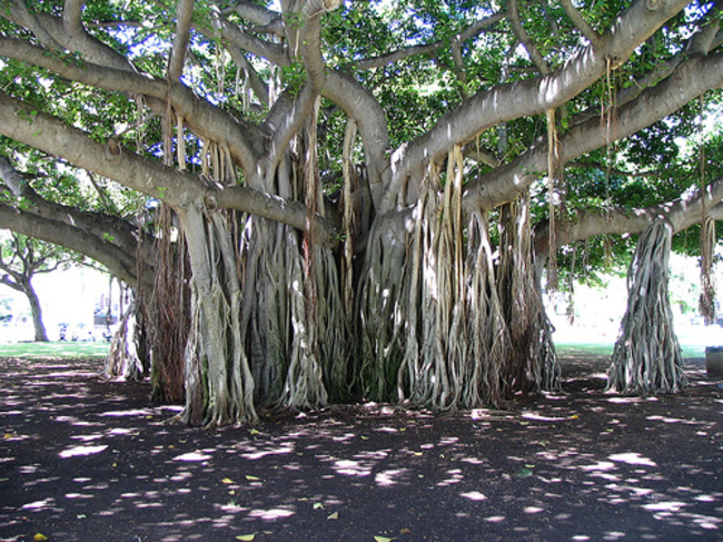 Красивое корневое дерево