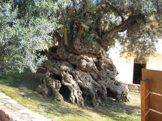 Дерево производящий маслины