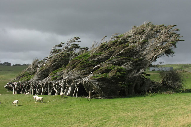 Деревья погнуты от постоянного ветряного потока