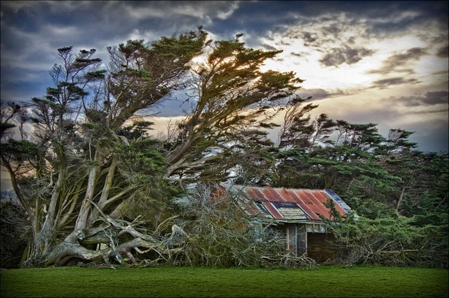 16 amazing trees-24