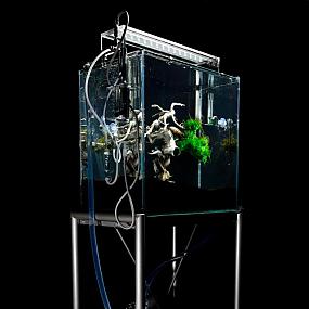 high-tech underwater bonsai-01