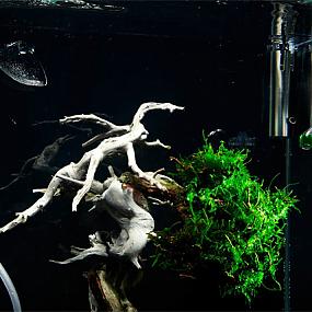 high-tech underwater bonsai-02