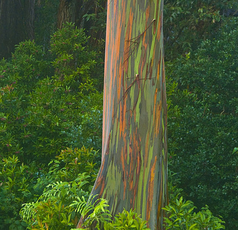 Разноцветные полосы на стволах деревьев