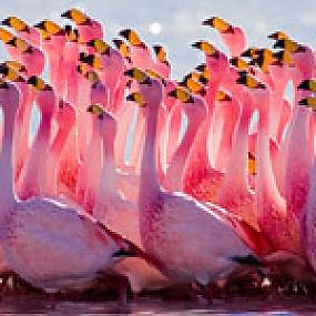 boliviya-flamingo-alligatory-yaguary-001