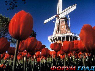  форум голландия