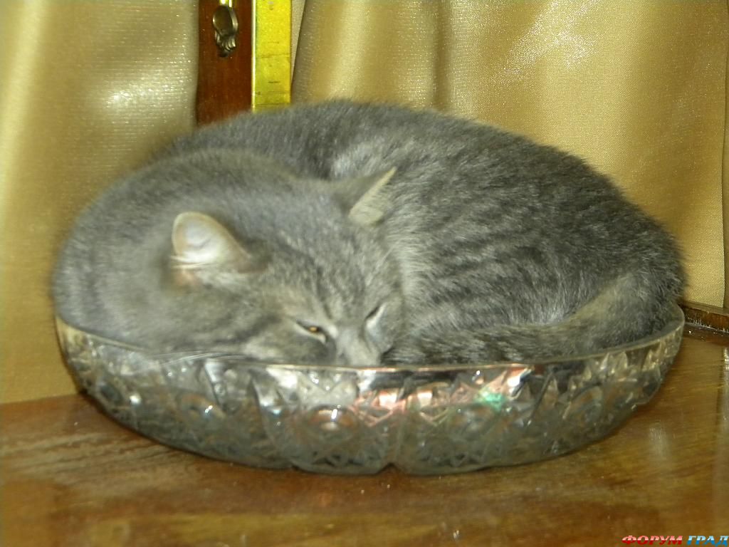 кот на блюде