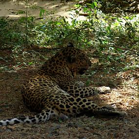 leopard-in-sanjay-gandhi-national-park-01