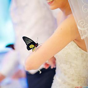 butterfly-wedding-02