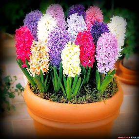 hyacinthus