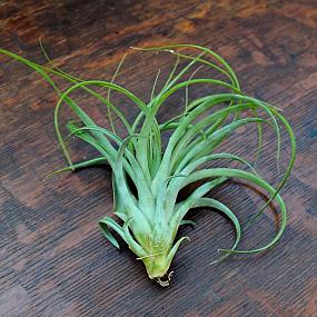 buying-air-plants-tips-ideas-018