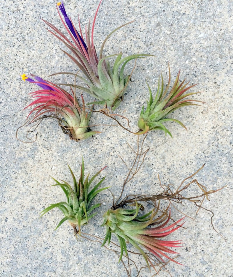 buying-air-plants-tips-ideas-020