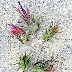 buying-air-plants-tips-ideas-020