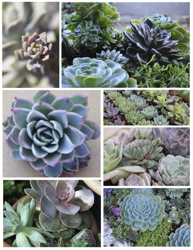 succulents-06