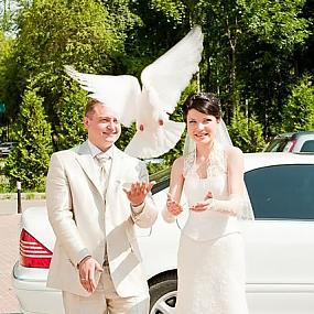 golubi na svadbe