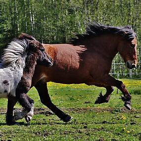 красивые лошади