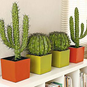 potted-plants-interior-02