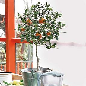potted-plants-interior-09