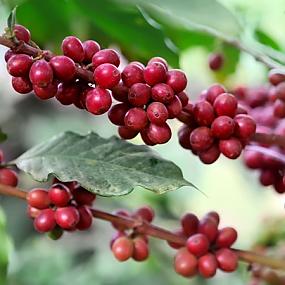 ripe-coffee-berries