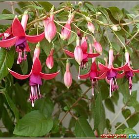 fuchsia