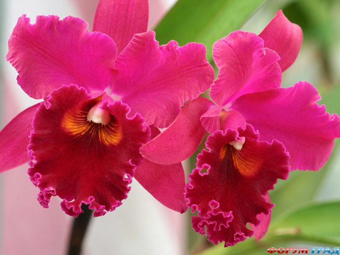Фото Цветы Орхидеи