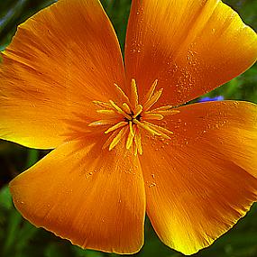 California poppy