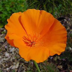 California poppy