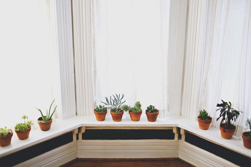indoor-plants-007