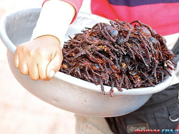 Жареные пауки и паучье вино