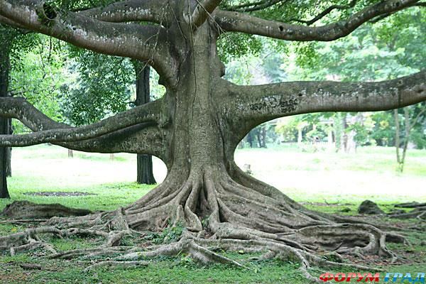 Самые необычные деревья