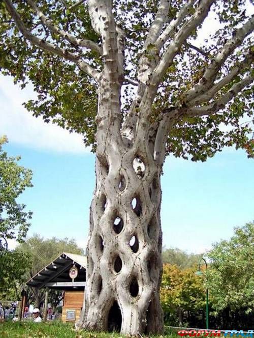 Самые необычные деревья
