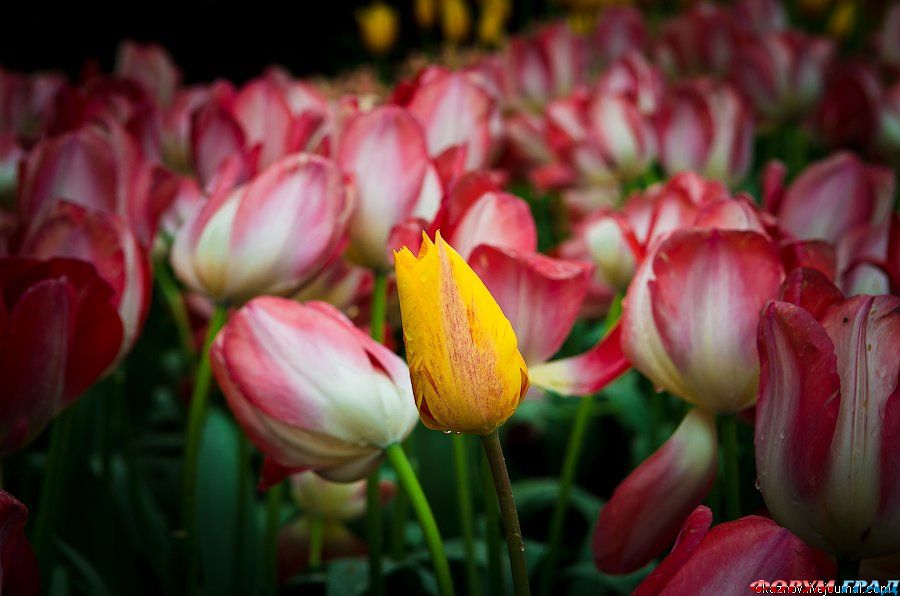 Сад Европы тюльпаны