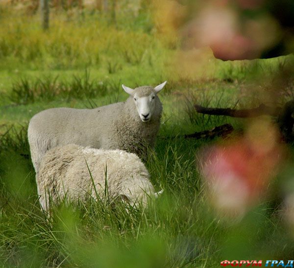 2 овечки в поле