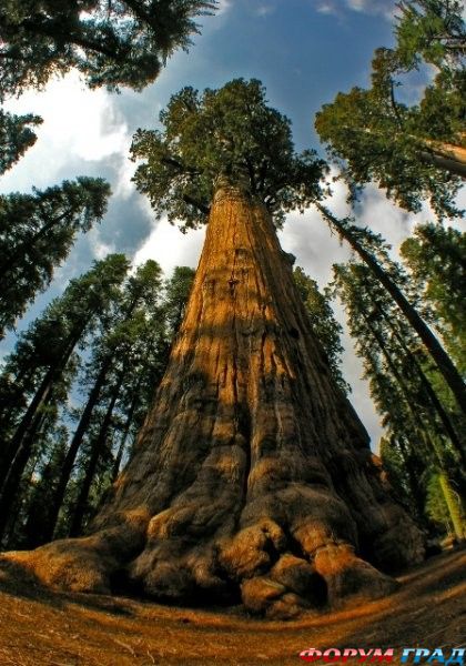 Sequoia sempervirens